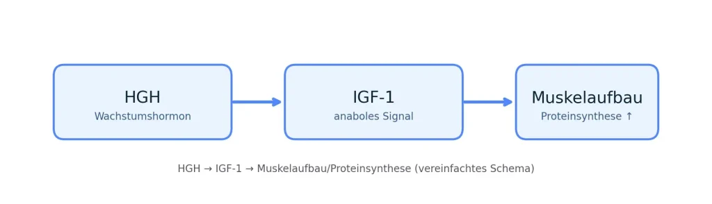 HGH → IGF-1 → Muskelaufbau – vereinfachtes Schema der anabolen Signalkette.