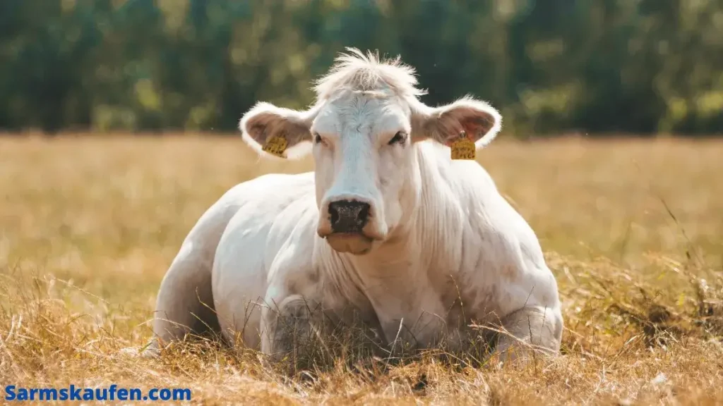 Das muskulöse Belgian Blue Rind mit einer Myostatin Mutation.